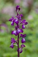 Anacamptis laxiflora - loose flowered orchid 