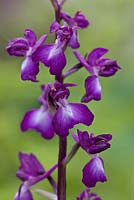 Anacamptis laxiflora - loose flowered orchid 