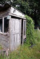 Abandoned wooden allotment shed or hut with ivy growing over the door, Golf Course Allotments, London Borough of Haringey