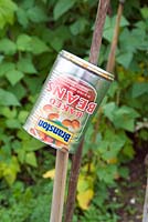 Empty tin of Branston Baked Beans used as an eye protector on the top of a cane