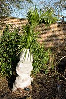 Phoenix canariensis - Canary Island Date Palm wrapped up in horticultural fleece for protection during the winter