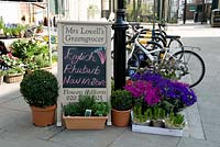 Sign outside Mrs Lovell's Greengrocers with 'English Rhubarb now in Store' chalked on the board and surrounded by plants and flowers for sale with bike parking behind, Highbury Barn, London Borough of Islington