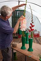 Man displaying Gladioli stems