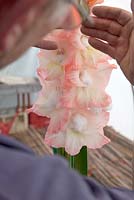 Man displaying Gladioli stems