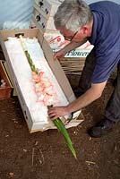 Man packing Gladioli stems