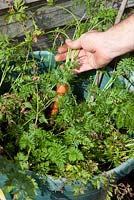 Carrots growing in a bucket avoids carrot fly