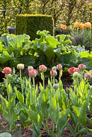 Spring border with Tulipa and Rheum rhabarbarum