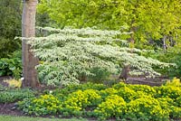 Cornus controversa 'Variegata' with Euphorbia cyparassias 'Orange Man'