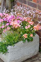 Lewisia growing in stone planter