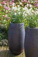 Narcissus 'Segovia' in pots on terrace