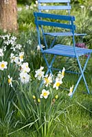 Narcissus 'Flower Record' 