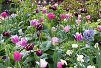 Spring border with Tulipa 'Fontainebleau', Tulipa 'Negrita' and Tulipa 'Ballade'