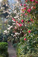 Magnolias and camellias in the botanical garden of Otto Eisenhut