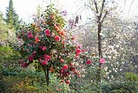 Camellia japonica 'Interval'