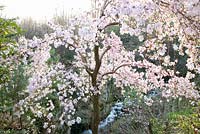 Magnolia loebneri 'Leonard Messel' with Magnolia kobus x Magnolia stellata