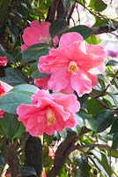 Camellia japonica 'Interval'