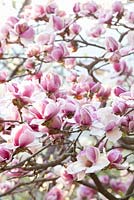 Magnolia 'Pickard's Garnet', Magnolia x soulangiana