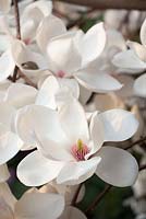 Magnolia 'Royal Flush'