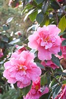 Camellia williamsii