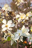 Magnolia acuminata 'Sundance'