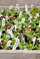 Auriculas with labels