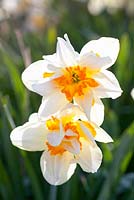 Narcissus 'Insulinde'
