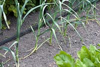 Allium sativum - Garlic 'Solent Wight'. Pashley Manor