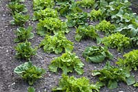 Lettuces growing in rows (left to right) Little Gem, Webbs Wonderful, Buttercrunch, Salad Bowl, and Radish Jolly. Pashley Manor