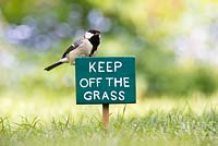 Parus major - Great Tit on a Keep off the Grass sign