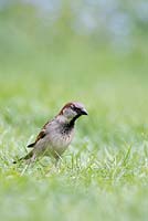 Passer domesticus - Male house sparrow on a garden lawn