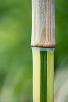 Phyllostachys Aureosulcata Spectabilis - The Green Barcode Bamboo partly covered in a sheath