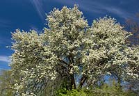 Pyrus Pashia - Wild Himalayan pear tree in blossom at RHS Wisley Gardens