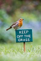 Erithacus rubecula - Robin standing on a Keep off the Grass sign