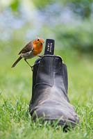 Erithacus rubecula - Robin on an old garden boot