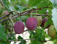 Prunus domestica 'Belle de Louvain' 