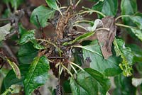 Yponomeuta malinellus - Apple ermine moth caterpillars feeding on apple leaves