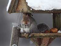 Scirius carolinensis - Grey squirrel feeding at snow covered bird table