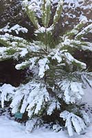 Pinus pinaster close up of tree in snow