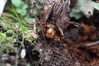 Otiorhynchus sulcatus - vine weevil grub feeding on strawberry root