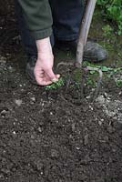 Growing carrots Step by step. Remove all visible weeds