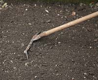 Growing carrots Step by step. Using a rake to obtain a fine tilth 