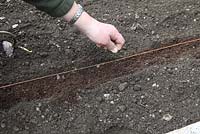 Growing carrots Step by step. Sprinkling the seed into a partially compost filled drill