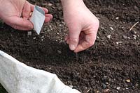Growing turnips in builders bag - sprinkle the seed into the drill
