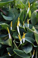 Orontium aquaticum - Golden club plants in flower