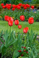 Tulipa 'Accardia' - Chenies Manor Gardens, Buckinghamshire, UK