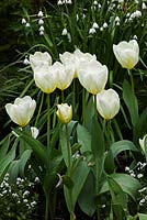 Tulipa 'Purissima' in the White Garden of Chenies Manor Gardens, Buckinghamshire, UK