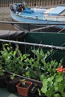 The Thames Garden Barges. Peas and Tomatoes growing in containers on Ruben's barge.