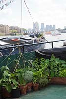 The Thames Garden Barges. Pots of herbs growing on Ruben's barge. Mint, Thyme, Curry Plant, Chives, Parsley, Nasturtiums and Runner Beans. View of Canary Wharf and the city.