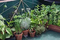 The Thames Garden Barges. Pots of herbs growing on Ruben's barge. Mint, Thyme, Curry Plant, Chives, Parsley, Nasturtiums and Runner Beans.