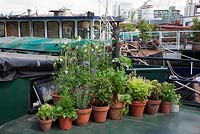 The Thames Garden Barges. Pots of Sweet Peas, French Lavender, Ruby Chard, Feverfew, Nasturtiums, Sedum and Herbs on Ruben's barge.